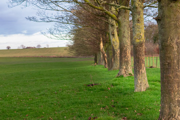 trees in the park