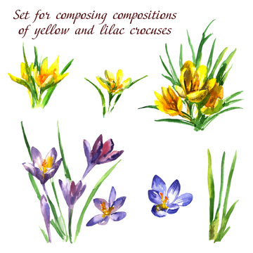 Watercolor spring flowers set crocuses yellow and purple.
