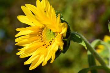 Sonnenblume