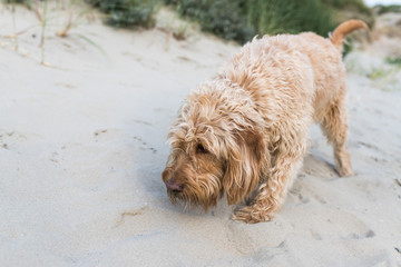 labradoodle is sniffing the ground along the beach.the dog runs in the foreground. A sand dune in the background