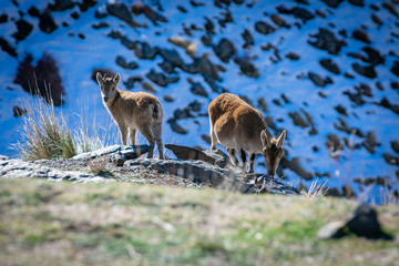 Mountain goat pregnant on snowy peaks with a young