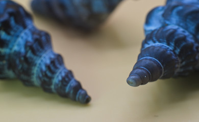 spiral sea shell. Nature is like a great geometry book