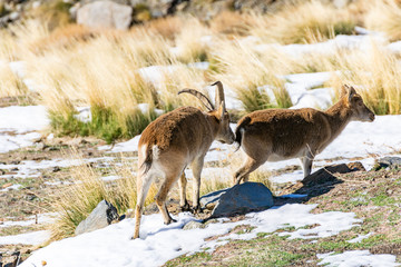Male of mountain goat or capra pirenaica smelling a female of its species.