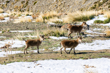 Three young mountain goats in Sierra Nevada surrounded by snow