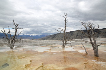 Yellow Stone Nationalpark Wyoming Mammoth Hot Springs