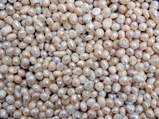 Fresh water pearls close-up. Can be used for background.