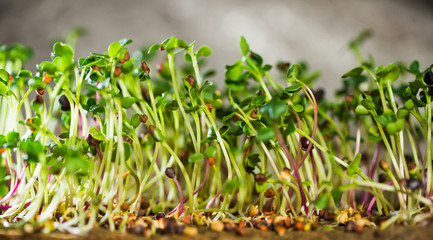fresh organic healthy food microgreen plants grown in urban environments 
