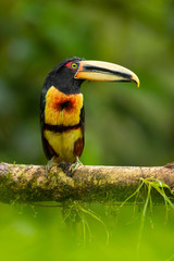 Pale-mandibled aracari, or pale-mandibled araçari (Pteroglossus erythropygius), is a species of bird in the family Ramphastidae. It is found in western Ecuador and Peru. 