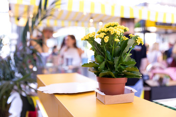 Cafe counter with a potted plant