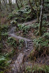 Hiking trail winding through evergreen rain forest filled with big ferns