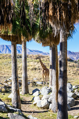 Giraffe among the trees on a African Savannah