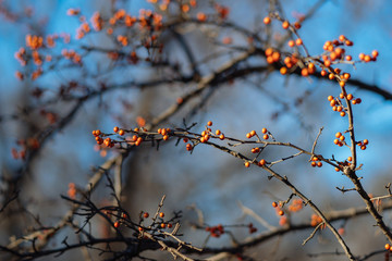 Berries on tree branches in a Texas city park on a sunny February day.