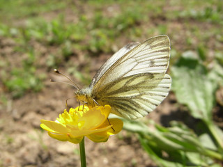 Green-Veined-white Butterfly, feeding on flower, north downs UK