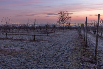 Fototapeta premium Sonnenaufgang in den Feldern Rheinhessens