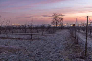 Fototapeta premium Sonnenaufgang in den Feldern Rheinhessens