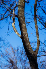 A dry tree against a clear sky in a Texas city park on a sunny February day.