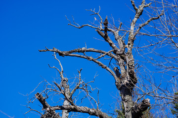 A dry tree against a clear sky in a Texas city park on a sunny February day.