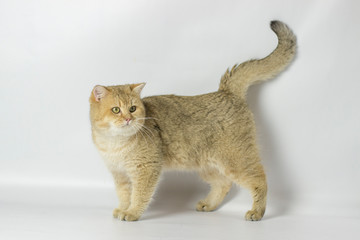 british cat golden chinchilla with green eyes on a white background