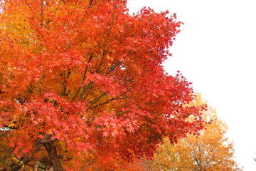 日本の紅葉