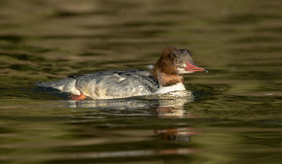 Goosander Female Swimming