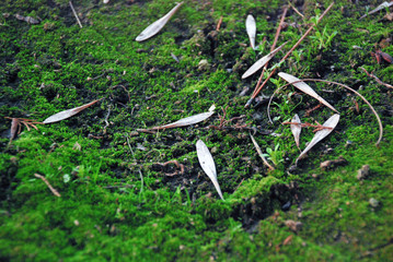 Growing moss and grass, after winter, Spring!