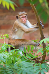 Naklejka premium Monkey in Sri Lanka jungle 