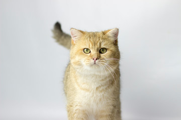 Obraz premium british cat golden chinchilla with green eyes on a white background