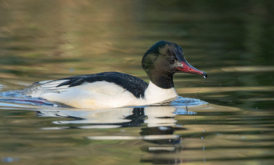 Goosander Male Swimming