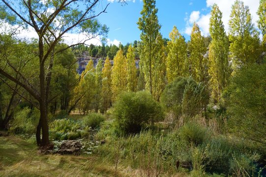 Bosque de chopos al lado del r&iacute;o
