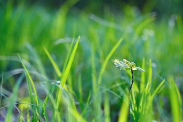 Green nature background. Grass and sun rays. Colorful spring nature background.
