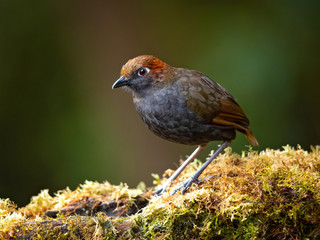 Chestnut-naped antpitta (Grallaria nuchalis) is a species of bird placed in the family Grallariidae. 