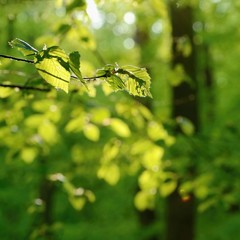Green nature background. Forest, trees and sun rays. Colorful spring nature background.