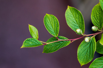 Green Leaves with Bokeh Background