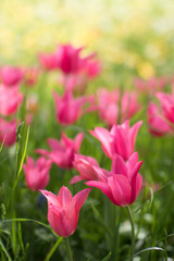 pink tulips in the garden