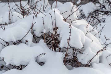 Branches of honeysuckle bushes with snow are in a park in winter
