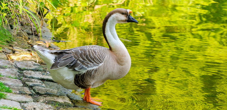Home gray goose stands on the shore of reservoir. Wide photo.