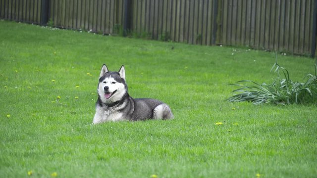 Siberian Husky on a green meadow Stock Video