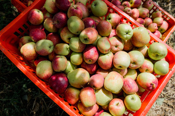 Freshly harvested red apples