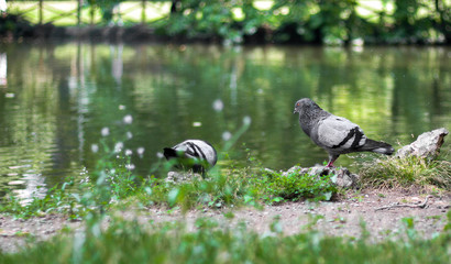 Pigeons in a park near a pond
