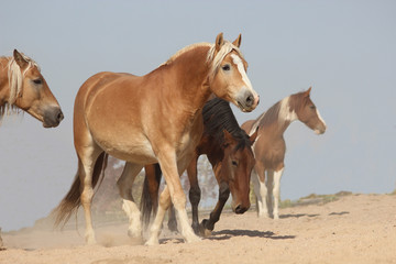 Fototapeta premium horses of different breeds and stripes walk together