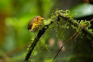 Ochre-breasted antpitta (Grallaricula flavirostris) is a species of bird placed in the family Grallariidae. 