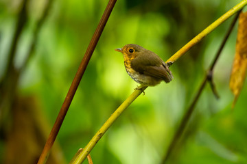 Ochre-breasted antpitta (Grallaricula flavirostris) is a species of bird placed in the family Grallariidae. 