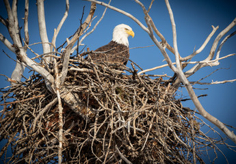 British Columbia Eagles in the wild 