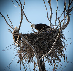 British Columbia Eagles in the wild 