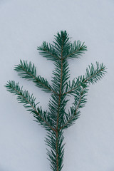 sprig of spruce