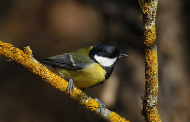 Great tit on branch background, Parus major