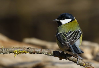 Great tit on branch background, Parus major