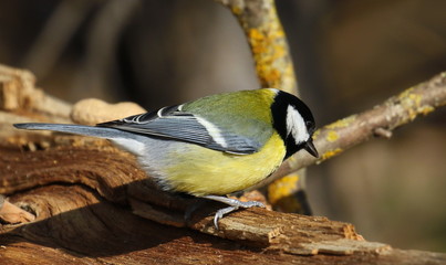 Great tit on branch background, Parus major