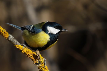 Great tit on branch background, Parus major