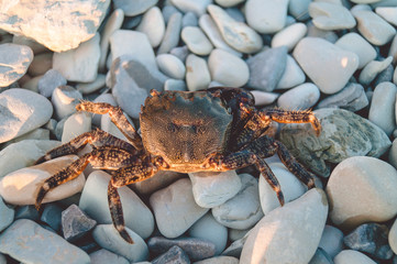 One live crab crawls on the sea pebbles